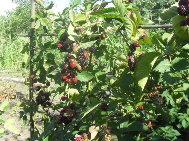 Ожина торнфрі: сорт великої безколючкової ягоди, яку можна вирощувати в багатьох регіонах росії