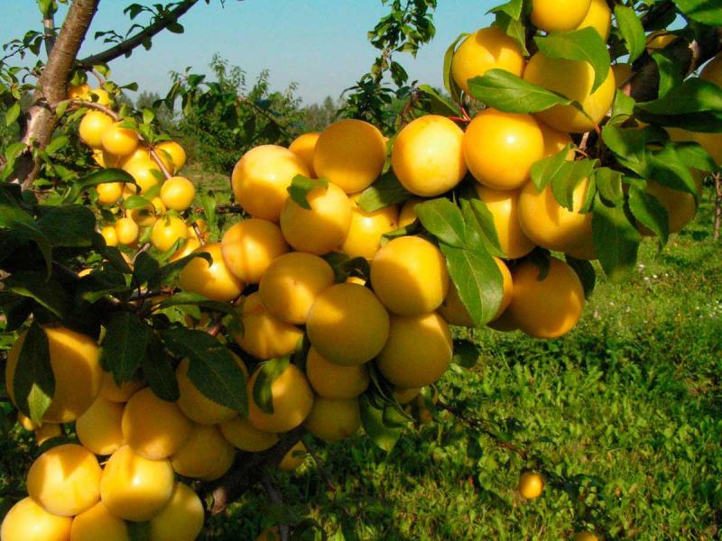 Алича гек-урожайна і невибаглива російська слива
