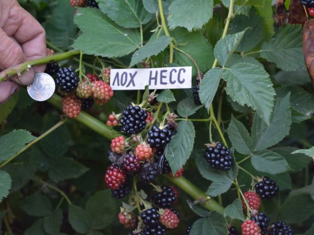 Лох-несс-високоврожайна ожина без колючок для півдня і середньої смуги росії