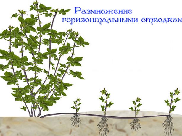 Лох-несс-високоврожайна ожина без колючок для півдня і середньої смуги росії