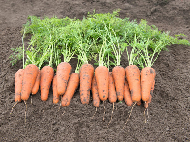 Морква-який сорт вибрати для зимового зберігання