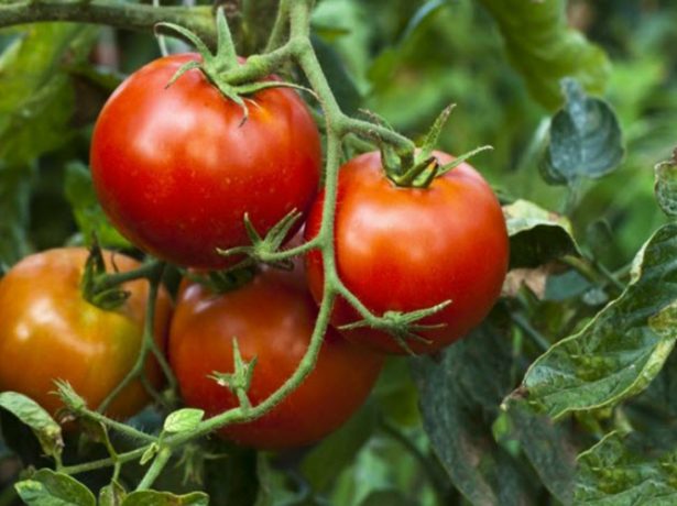 Стійкі томатні солдатики: штамбові сорти помідорів
