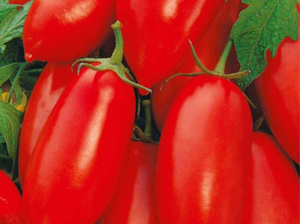 Стійкі томатні солдатики: штамбові сорти помідорів
