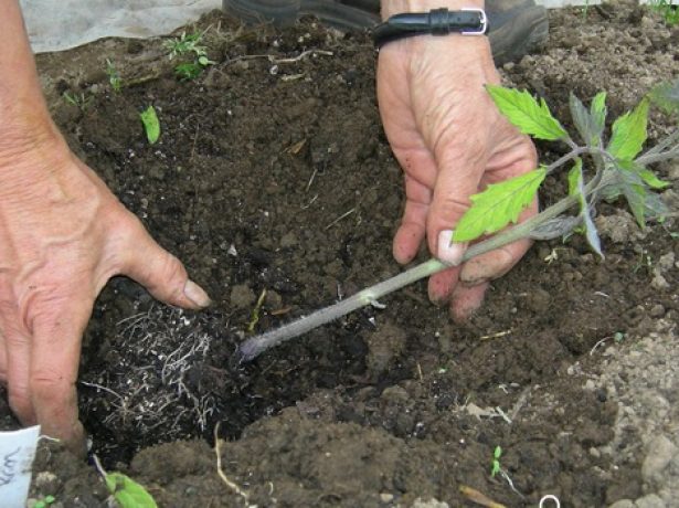 Томати без поливу: вирощування за методом казаріна