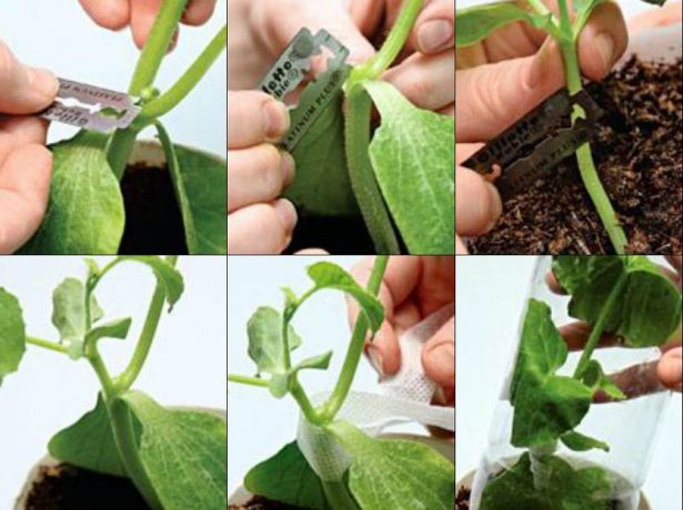 Вирощування огірків методом щеплення: покращена холодостійкість і підвищена врожайність