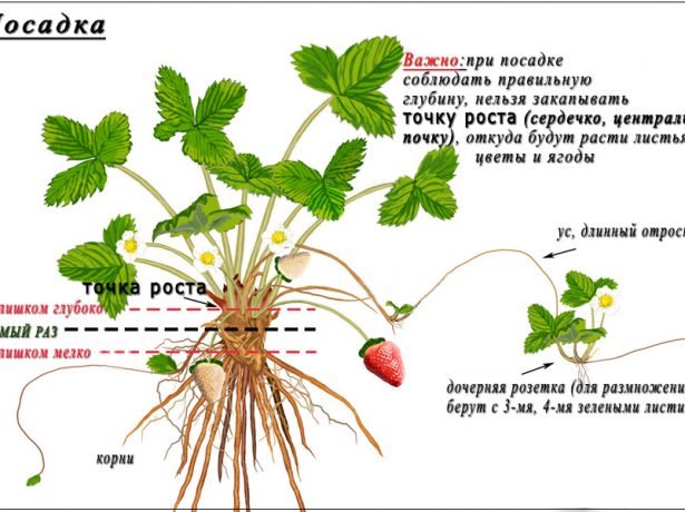 Пізня садова суниця флоренс: як отримати урожай смачних ягід в липні