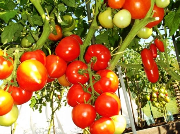 Ранньостиглий гібрид томатів примадонна f1: вдале поєднання невибагливості і високої врожайності