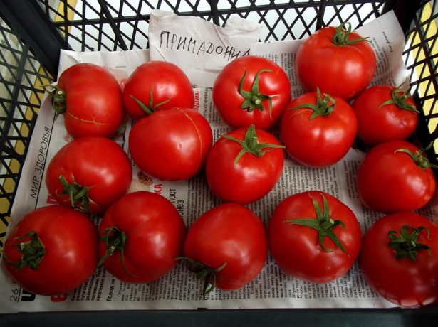 Ранньостиглий гібрид томатів примадонна f1: вдале поєднання невибагливості і високої врожайності