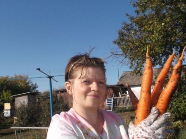 Морква королева осені-відмінний пізньостиглий сорт для тривалого зберігання
