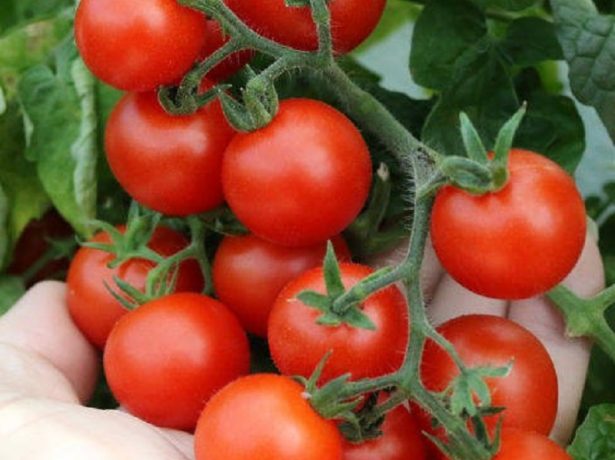 Сорт піноккіо-карликовий томат для вирощування на балконі і підвіконні