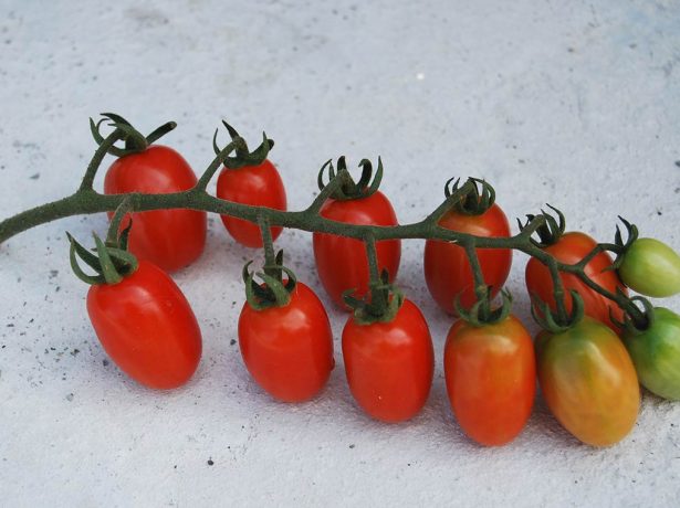 Урожай на славу: які томати відрізняються небувалою віддачею