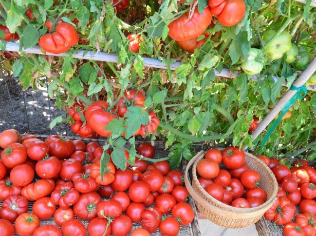 Голландські «петельки»: незвичайна пікіровки розсади томатів корінням вгору