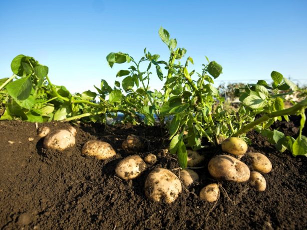 Не заважайте картоплі рости!  посадка і вирощування по картелеву
