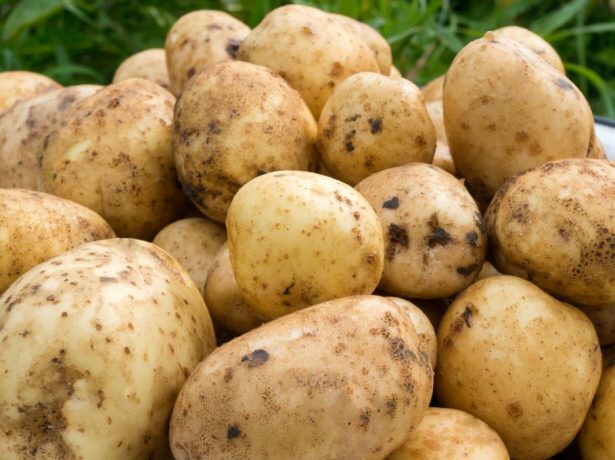Не заважайте картоплі рости!  посадка і вирощування по картелеву