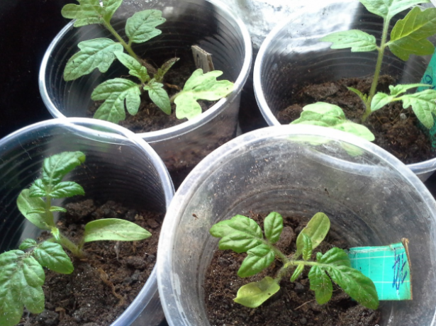 Спосіб не для ледачих: вирощуємо томати за методом терьохіних