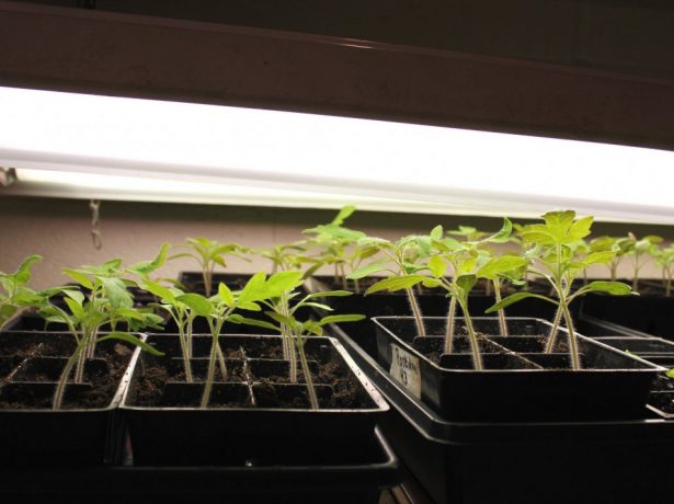 Спосіб не для ледачих: вирощуємо томати за методом терьохіних