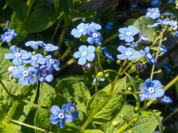 Декоративна бруннера-блакитні квіткові хмарки і фактурні листя
