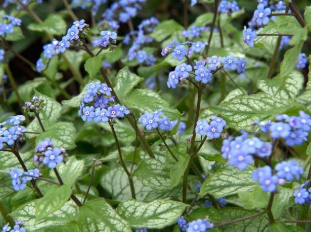 Декоративна бруннера-блакитні квіткові хмарки і фактурні листя