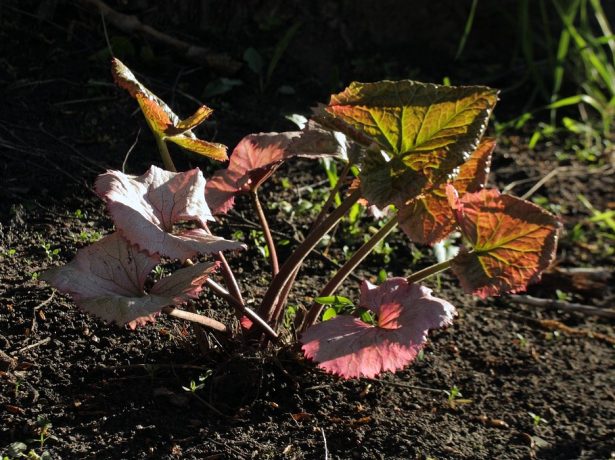 Топінамбур: як посадити або пересадити земляну грушу