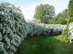 Спірея: кращі види і сорти декоративного чагарнику