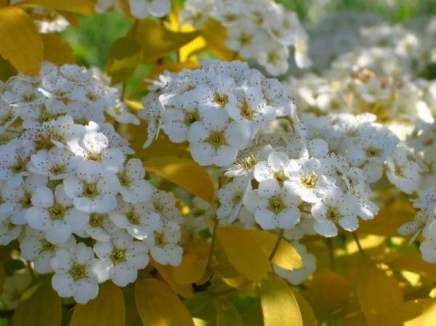 Спірея: кращі види і сорти декоративного чагарнику