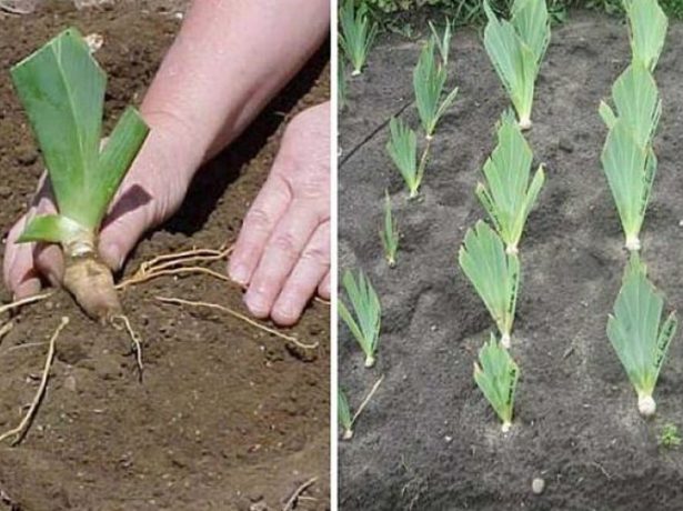 Як посадити цибулинні і кореневищні іриси навесні