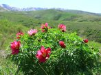 Півонія — «імператорський квітка»: як посадити і виростити багаторічник з бездоганною красою