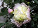 Півонія — «імператорський квітка»: як посадити і виростити багаторічник з бездоганною красою