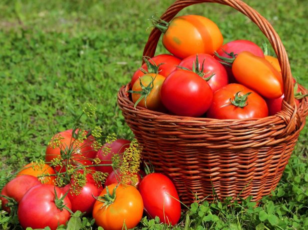 На що орієнтуватися, вибираючи день для висадки розсади томатів