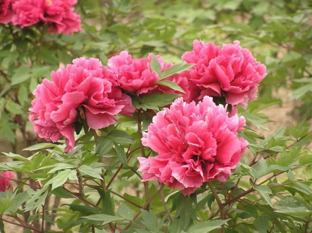 Чарівний подарунок весни: кращі сорти рожевих півоній