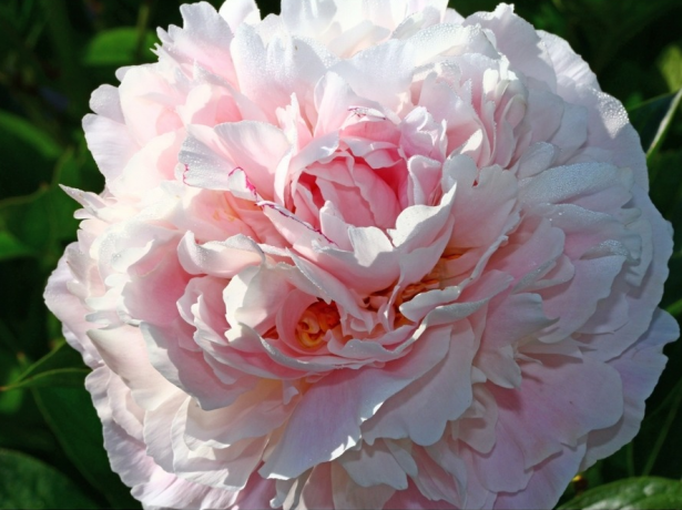 Чарівний подарунок весни: кращі сорти рожевих півоній