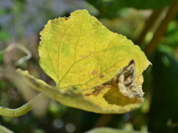 Жовтіючі листя огірків: чим обумовлена проблема і як її вирішувати