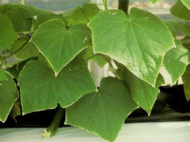 Жовтіючі листя огірків: чим обумовлена проблема і як її вирішувати