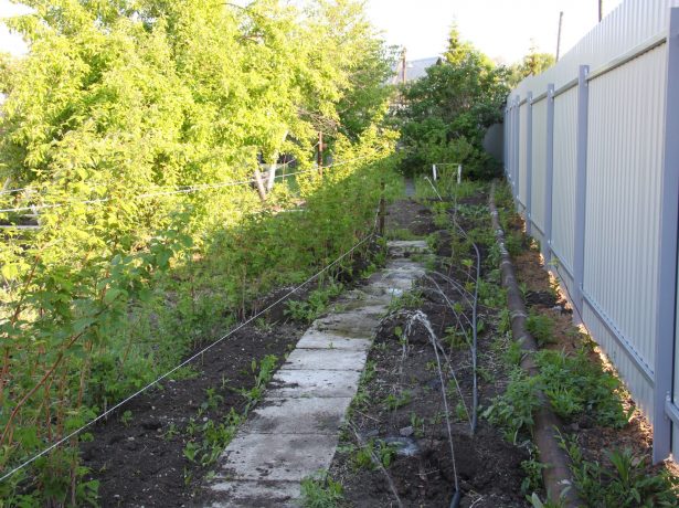 Правильний полив малинника влітку-запорука гарного врожаю