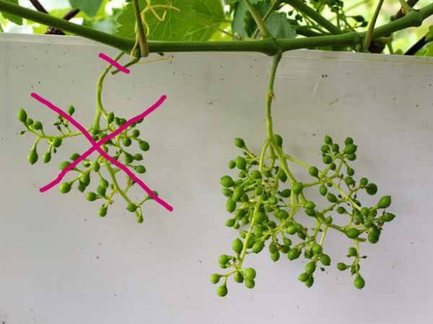 Як не втратити урожай винограду, типові помилки догляду в червні-липні