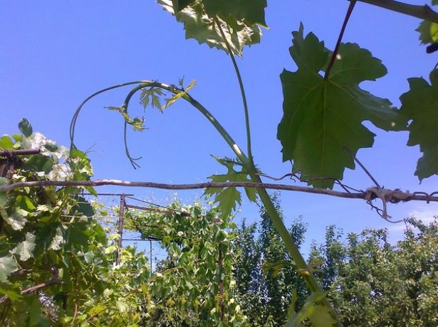 Як не втратити урожай винограду, типові помилки догляду в червні-липні