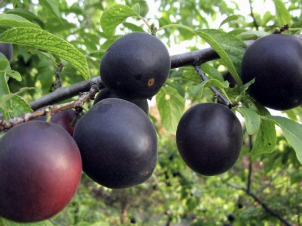 Незвичайні чорні абрикоси: кращі сорти, посадка і догляд