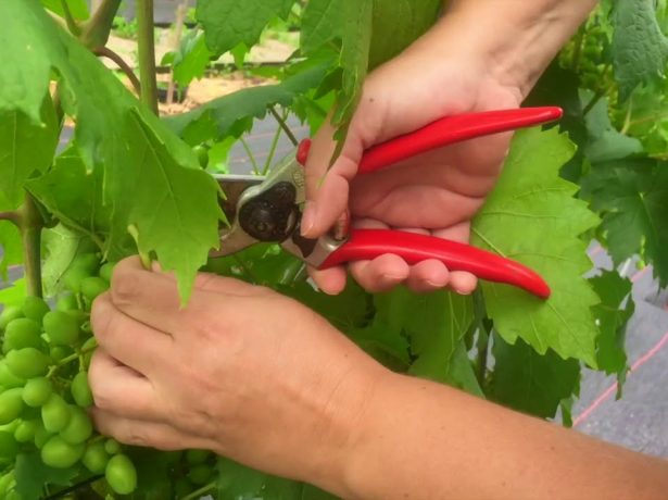 Як і коли проводять обрізку винограду влітку