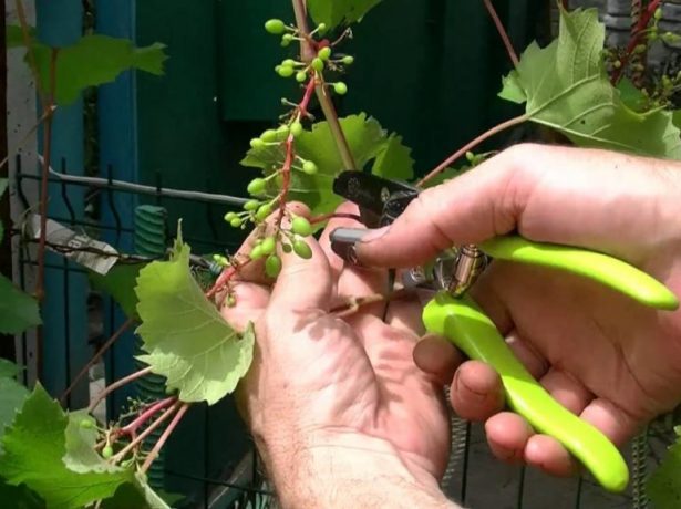 Як і коли проводять обрізку винограду влітку