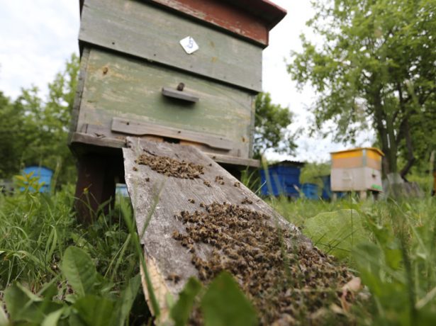Нерівна боротьба: масова загибель бджіл в 2019 році в росії