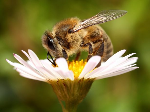 Нерівна боротьба: масова загибель бджіл в 2019 році в росії