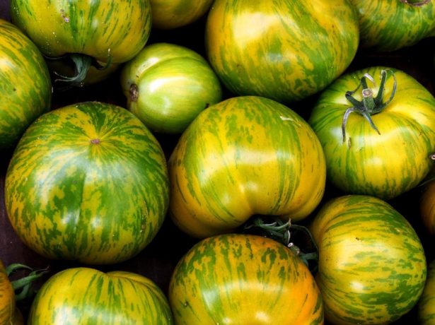 Веселка на грядці: різнокольорові томати-де більше користі?