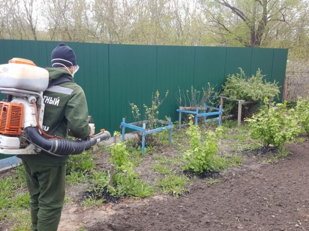 Агрус: що робити з чагарником після збору врожаю