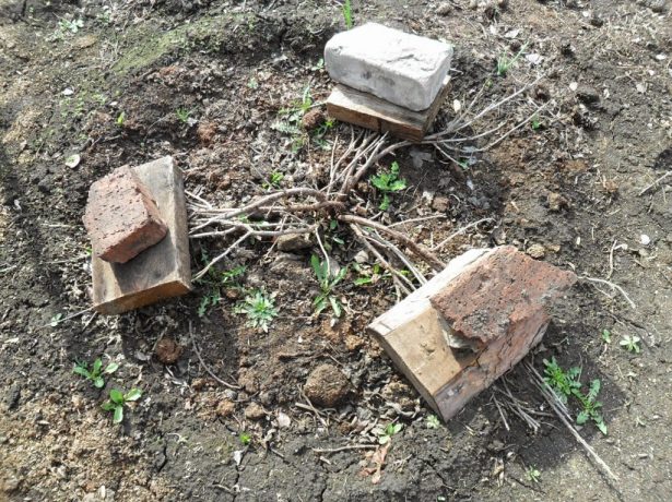 Агрус: що робити з чагарником після збору врожаю