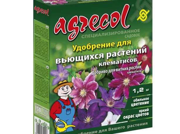 Пурпуреа полона елеганс: махровий сорт клематиса, що витримав перевірку часом
