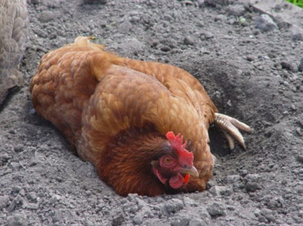 Червоний курячий кліщ: як позбутися від шкідника і захистити птахів