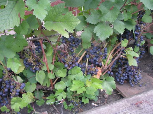 Щоб зрілий та не хворів: роботи у винограді в серпні
