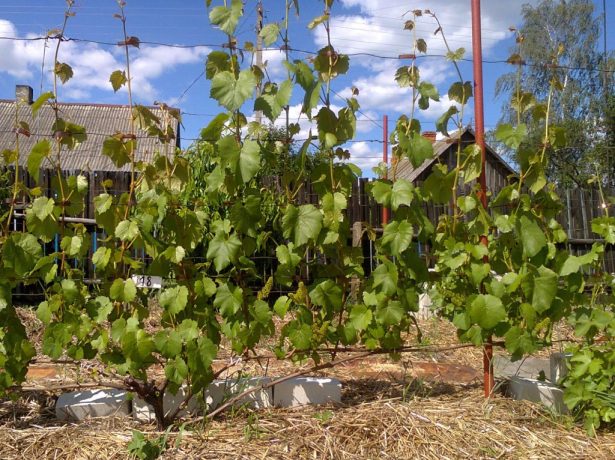 Що потрібно знати про весняну обрізку винограду