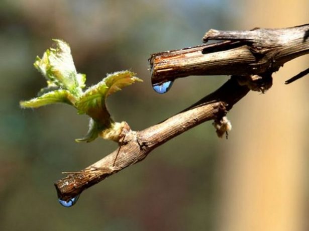 Що потрібно знати про весняну обрізку винограду