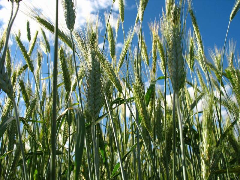 Жито як сидерат: посадка, вирощування, способи застосування